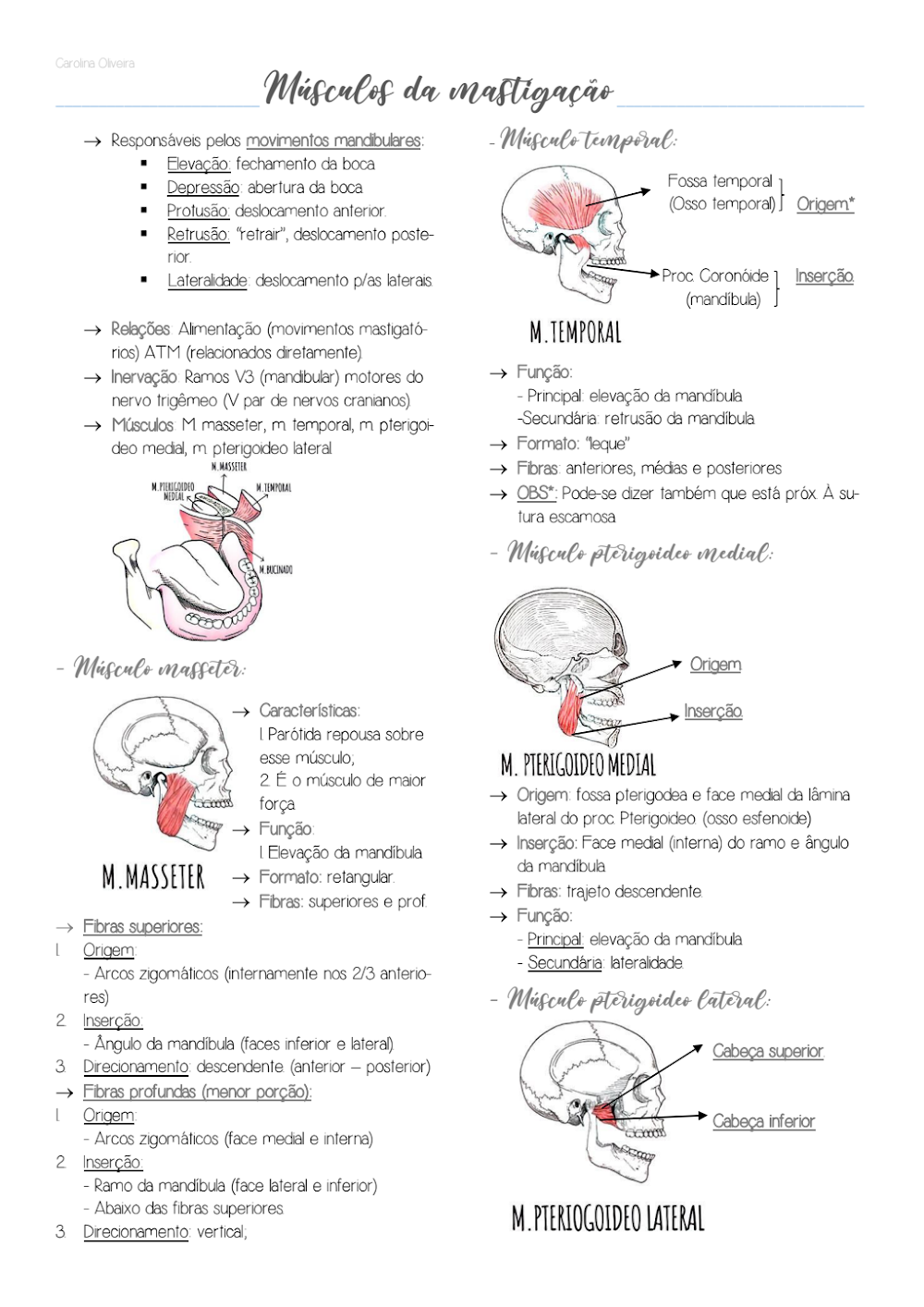 Músculos da Mastigação: Anatomia, Funções e Inervação