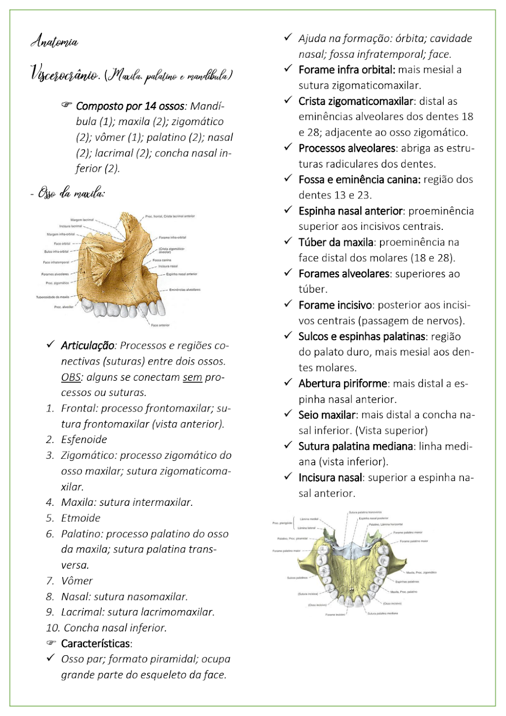 Viscerocrânio: Anatomia Detalhada da Maxila, Palatino e Mandíbula