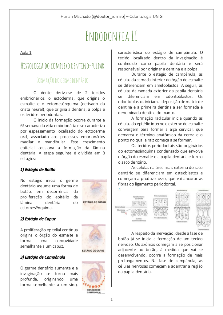 Formação do Germe Dentário: Histologia da Polpa e Dentina