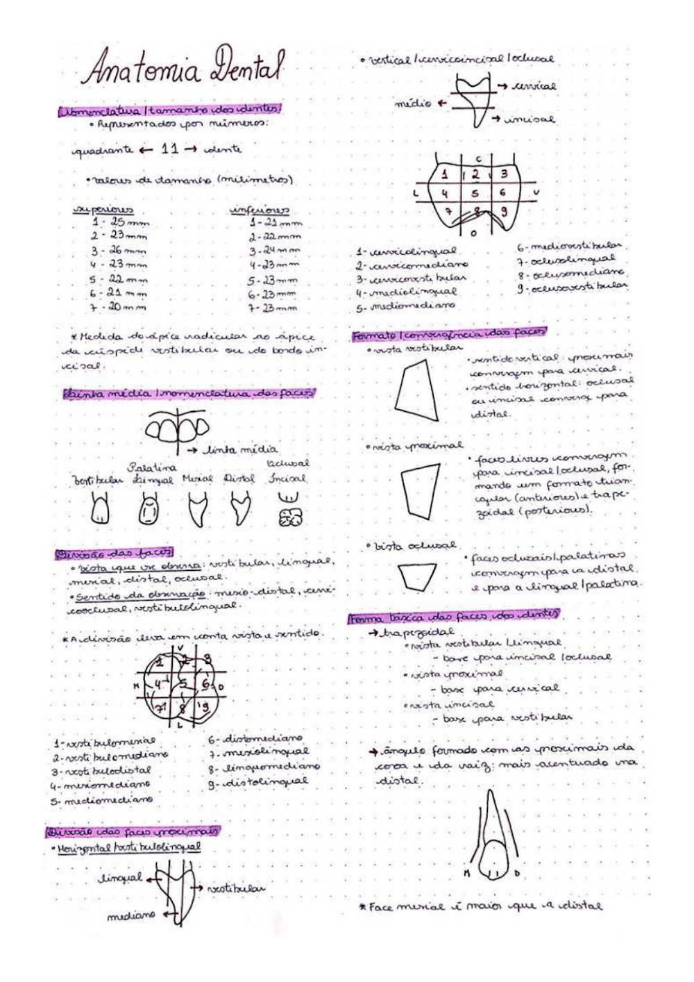 Anatomia Dental: Notas Detalhadas sobre Dentes e Faces