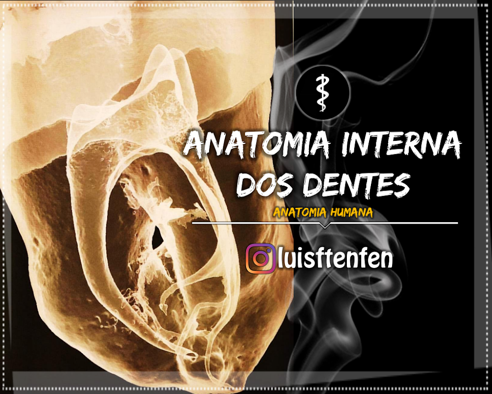 Anatomia Interna dos Dentes: Estrutura, Canais e Polpa