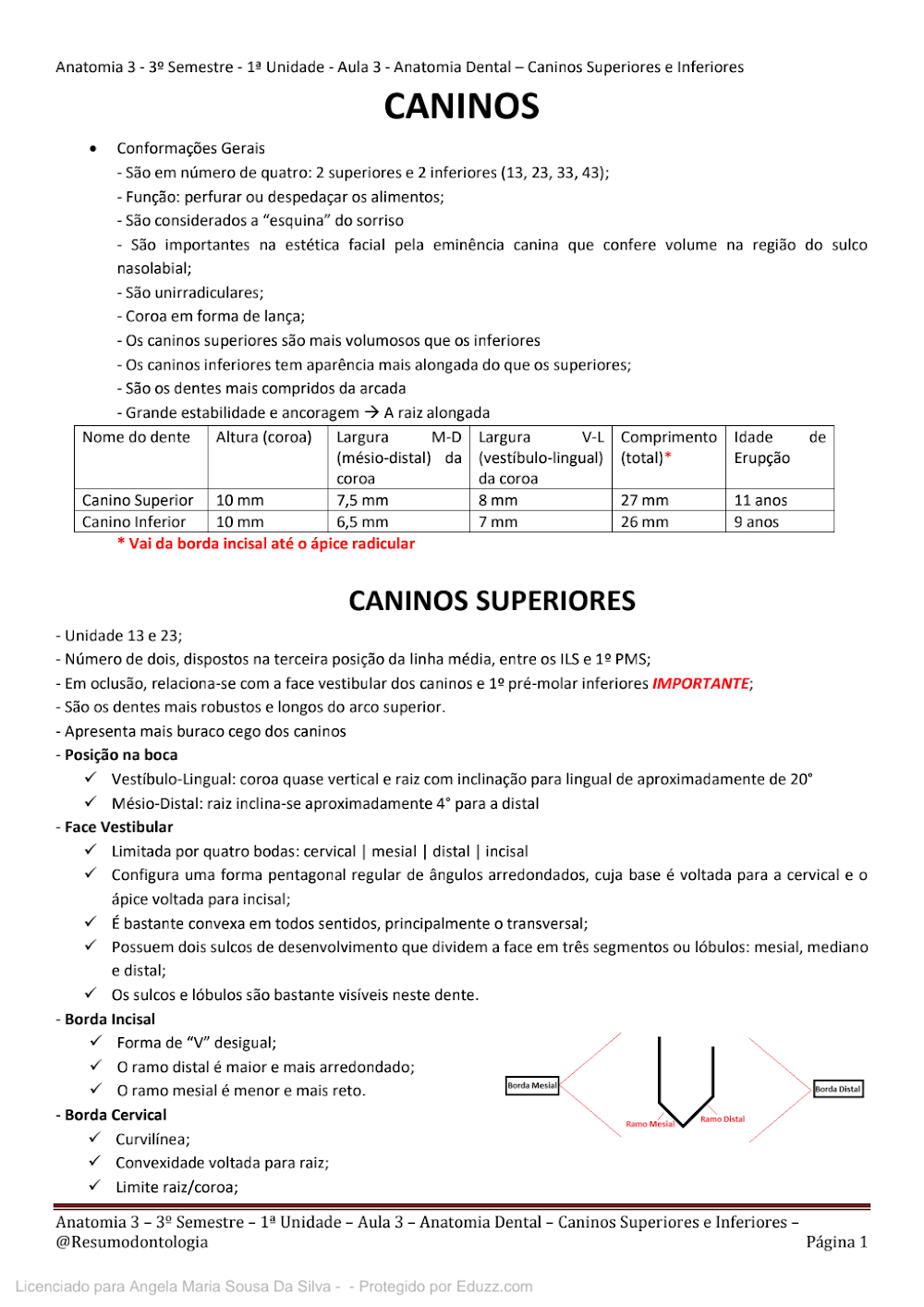 Anatomia Dental: Caninos Superiores e Inferiores Detalhados