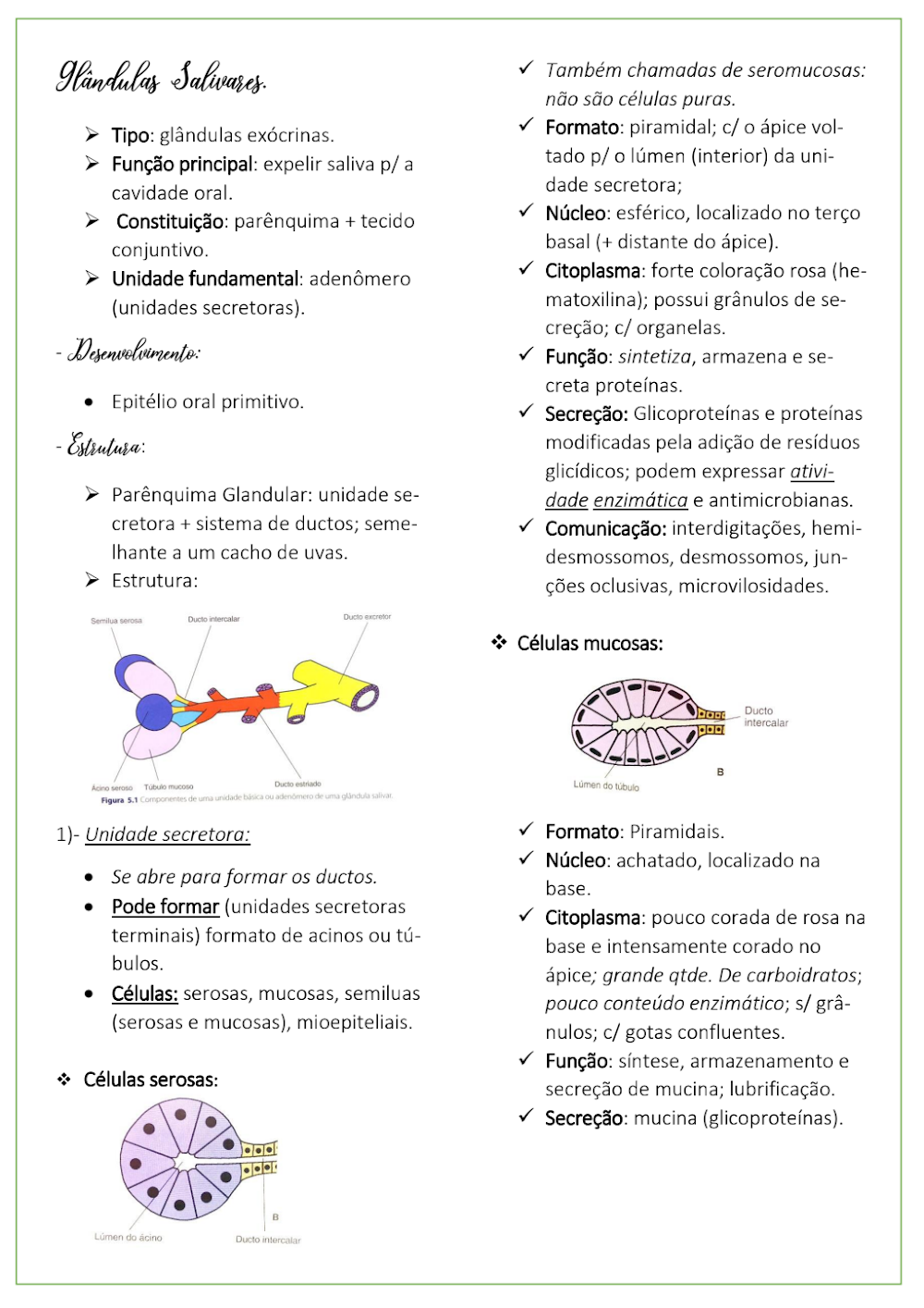 Histologia das Glândulas Salivares: Estrutura e Funções