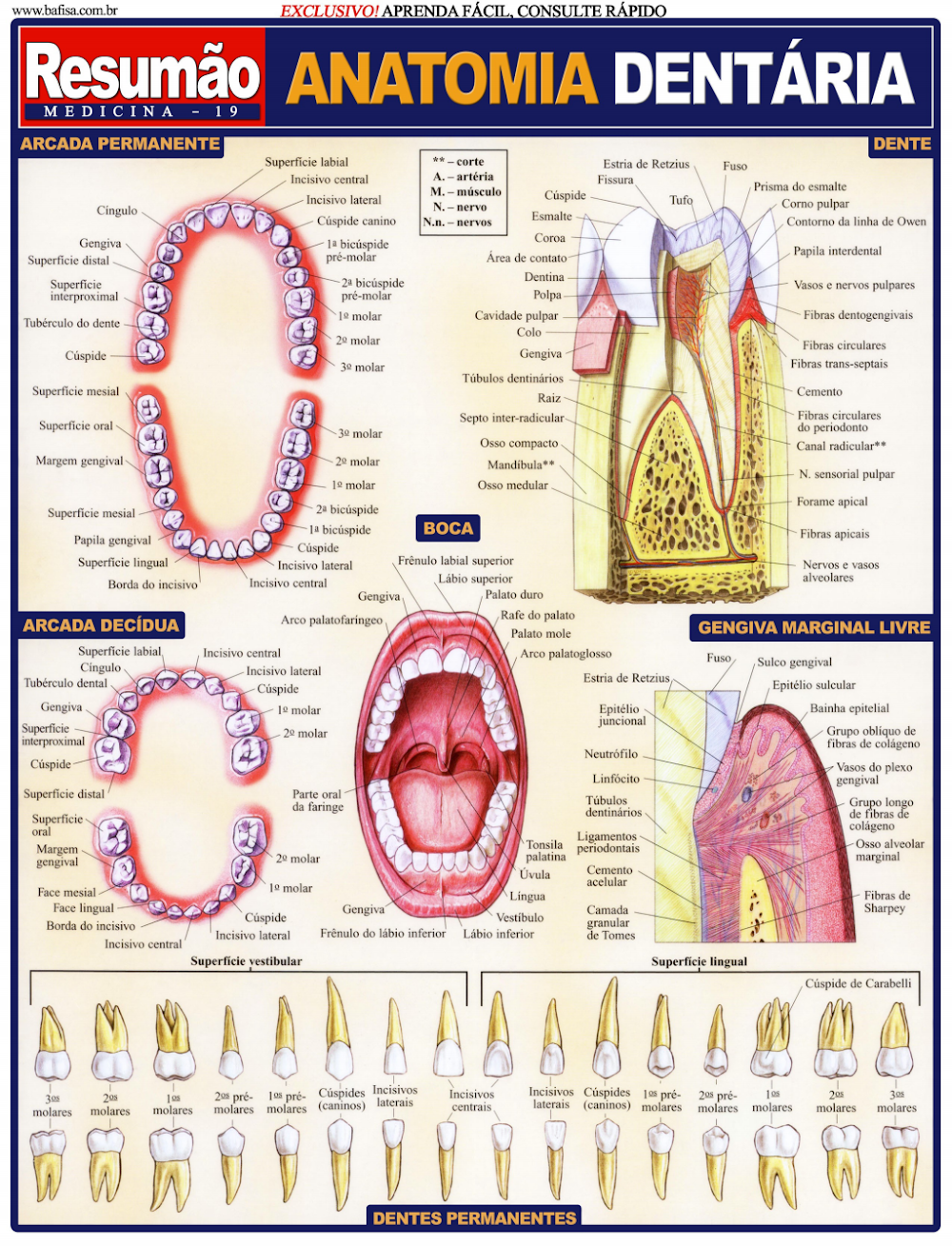 Resumão de Anatomia Dentária: Dentição, Estruturas Orais