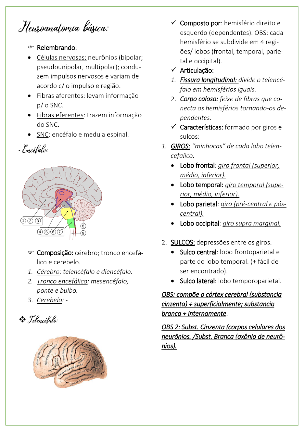 Neuroanatomia Básica: Encéfalo, Giros e Sulcos Cerebrais