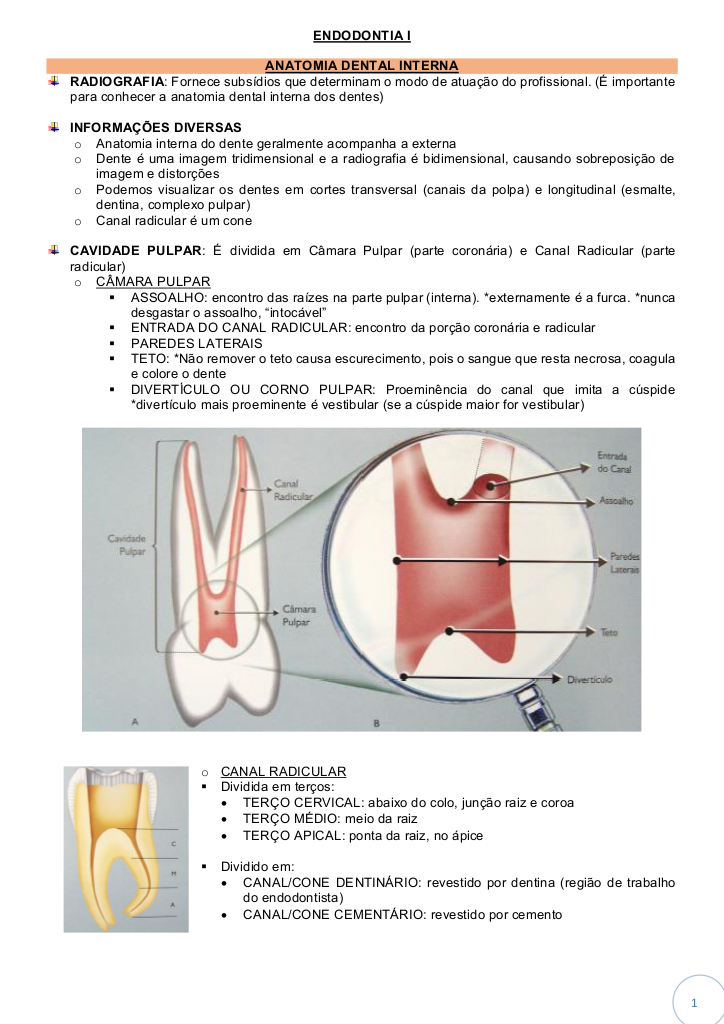 Anatomia Dental Interna e Endodontia: Guia de Estudo Teórico