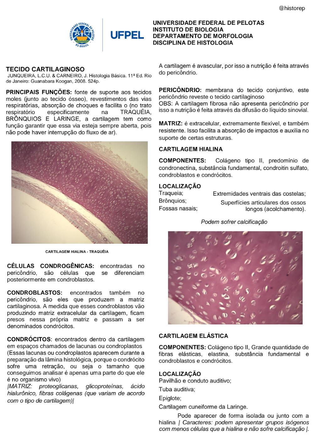 Resumo Detalhado: Tecido Cartilaginoso e Seus Tipos