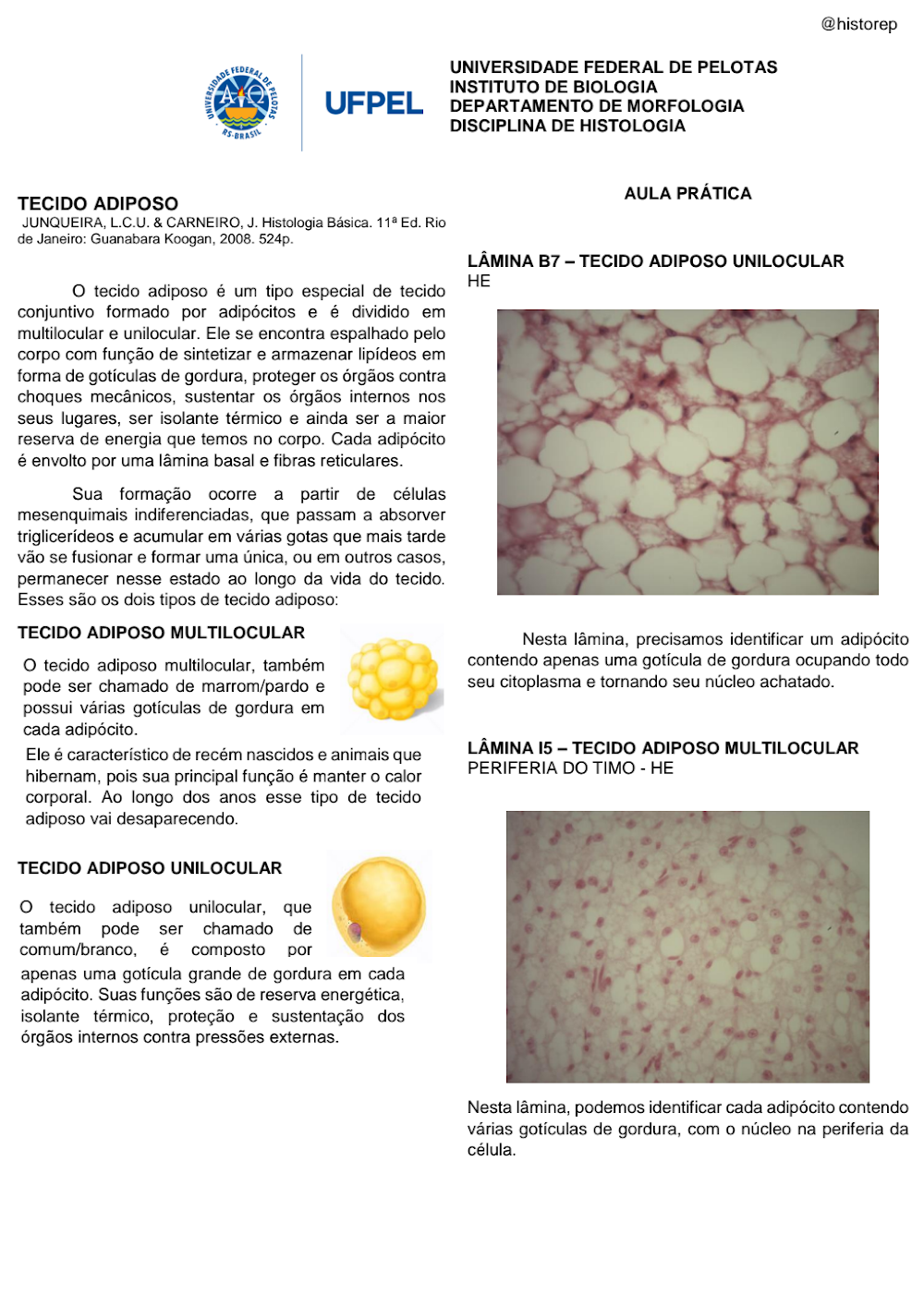 Resumo Detalhado: Tecido Adiposo Unilocular e Multilocular (UFPel)