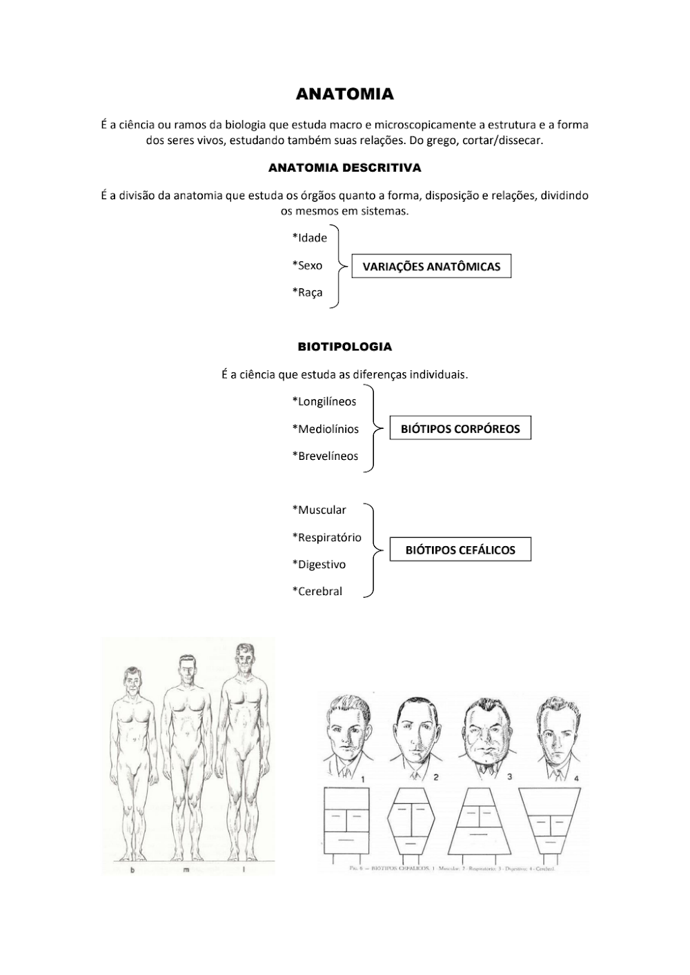 Resumo de Anatomia e Biotipologia: Conceitos Essenciais