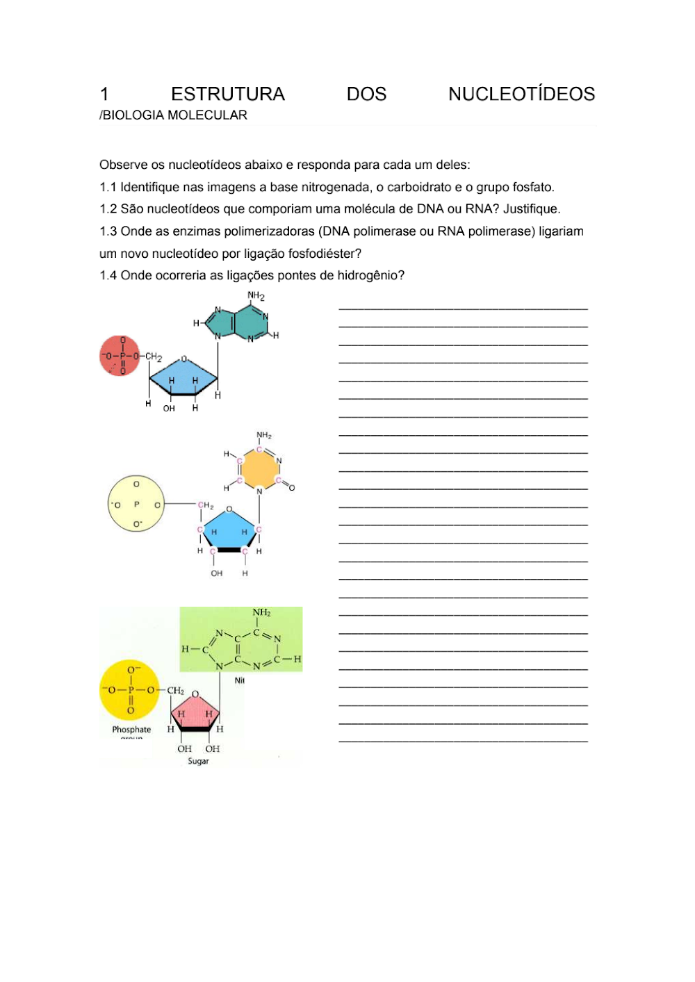 Questões de Genética: Estrutura de Nucleotídeos e DNA/RNA
