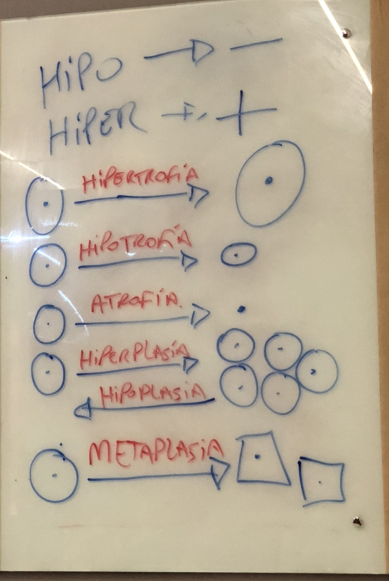 Diagrama de Patologia Celular: Adaptações Essenciais