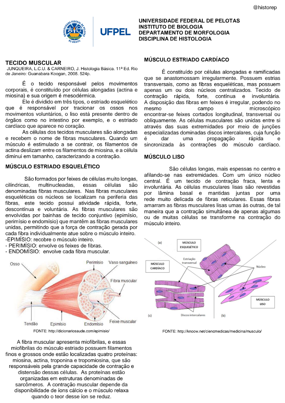 Resumo Completo sobre Tecido Muscular – Histologia UFPEL
